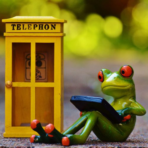 frog-949599_1920